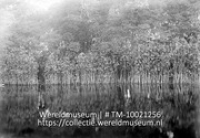 Mangrove vegetatie.; Mangrove; Mangrove (Collectie Wereldmuseum, TM-10021256)