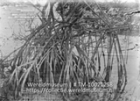 Mangrovevegetatie bij Simsons bay Lagune.; Mangrove, Simson Bay Lagune; Mangrove, Simson Bay Lagoon (Collectie Wereldmuseum, TM-10021258)
