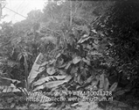 Saba. Araceae en Musaceae in bergkloof; Begroeing van planten van de Aronskelkachtigen en bloeiende planten in een bergkloof (Collectie Wereldmuseum, TM-10021328)