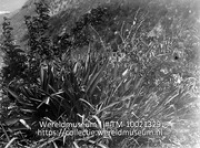 Saba, Bromeliacea met ronde vruchten. Windwardside; Een vruchtdragende plant op Saba (Collectie Wereldmuseum, TM-10021329)