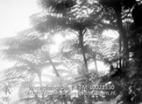 Saba, boomvarens op top van 'The Mountain'; De toppen van boomvarens waarvan de bladeren zich uitwaaieren gelijk als die van de plant (Collectie Wereldmuseum, TM-10021330)