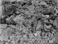 Saba. Kleine Opuntiavegetatie (Opuntia tria cantha). Fortbay; Cactus vegetatie tussen de rotsen op Saba (Collectie Wereldmuseum, TM-10021334)