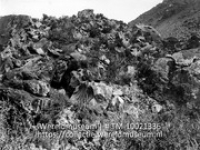 Saba. Cereus en sceroph-vegetatie op berghelling; Vegetatie op rotsachtige helling (Collectie Wereldmuseum, TM-10021336)