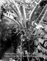 Saba. Stam van boomvarens met stekels; De stam van een boomvaren (Collectie Wereldmuseum, TM-10021337)
