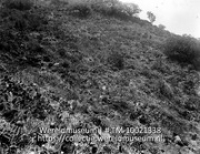 Een heuvelhelling met lichte vegetatie en in de verte een gomboom; Saba. Heuvelhelling bij Fentgut, waar Gumtree de enige boom is (Collectie Wereldmuseum, TM-10021338)
