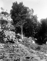 Vegetatie onder aan een berghelling van enkele bomen en planten; Saba. Bergkloof met Cinnamontree, Amonis Caryophyllata; uit de bladeren verkrijgt men welriekende olie (bayrum) (Collectie Wereldmuseum, TM-10021339)