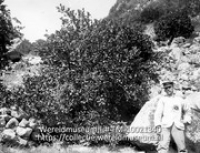 Saba. Bursera Cimarubra Lumetui; Een man poseert bij rotsvegetatie in de vorm van een vruchtdragende struik (Collectie Wereldmuseum, TM-10021340)