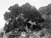 Saba. Jongen aan voet van grote boom. Mappootree. Pisonia subcordata boom met glimmende hartvormige bladeren, takken grijs; Een jongen poseert voor een scheve boom die groeit op een berghelling (Collectie Wereldmuseum, TM-10021341)