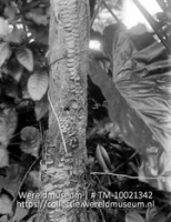 Een liaan op een boomstam; Saba. Hogere deel van de Mountain. Marogravia (liaan) op boomstam. (Collectie Wereldmuseum, TM-10021342)