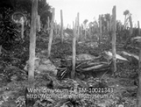 Saba. Varenstammen in bouwland; Kale varenstammen op toekomstig bouwland (Collectie Wereldmuseum, TM-10021343)