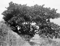 Saba. Coccoloba-uvifera boom op helling. Laddergut; Vegetatie in de vorm van een boom op berghellilng (Collectie Wereldmuseum, TM-10021344)