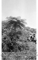Een boomvaren en een alocasia temidden van andere vegetatie aan beneden helling; Boomvaren op de zuidhelling van The Mountain. Saba (Collectie Wereldmuseum, TM-10021347)