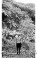 Saba. Boomvarens op de top van The Mountain; Uitzicht over een bos van boomvarens (Collectie Wereldmuseum, TM-10021348)