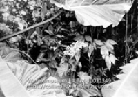 Begonia dominigensis, saba; Een begonia achtige in de vegetaite van Saba (Collectie Wereldmuseum, TM-10021349)