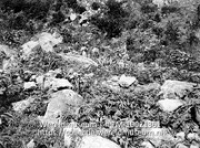 Saba. Bouwland met Cassave, met grote steen bij The Bottom; Bouwland waar veel rotsen in liggen beplant met cassave (Collectie Wereldmuseum, TM-10021361)