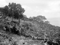 Saba. Bouwland op berghelling; Gewassen en bomen op een rostachtige berhelling (Collectie Wereldmuseum, TM-10021362)
