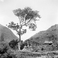 The Bottom, Saba. Klein kerkhof; Een door planten en gras overgroeid kerkhof (Collectie Wereldmuseum, TM-10021400)