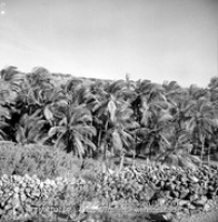 Cocosbomen-plantage bij Boca Prins, Aruba (Collectie Wereldculturen, TM-10021456)