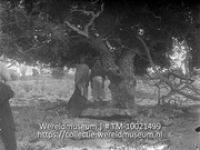 West-Ind. eil. Guajacumboom met kolenbranders. Klein Bonaire; Kolenbranders poseren onder een Guajacum boom op Klein Bonaire (Collectie Wereldmuseum, TM-10021499)