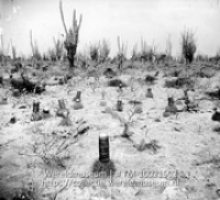 Bonaire 1930. Cactussen op het kalk laagterras in Bacuna (85). tepelcactussen; Mammillaria (tepelcactussen) op het laagterras bij Bacuna (Collectie Wereldmuseum, TM-10021502)