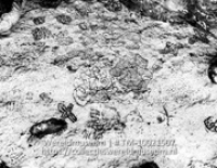 Inscripties van Indianen bij 'Onima'; Bonaire; Rotstekeningen van Caiquetio indianen in de grotten van Onima; Rotstekeningen in de grotten van Onima (Collectie Wereldmuseum, TM-10021507)