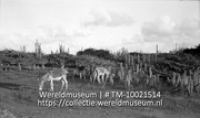 Ezels, ten N. van Kralendijk, Bonaire; Grazende ezels in een veld met cactussen ten noorden van Kralendijk (Collectie Wereldmuseum, TM-10021514)
