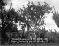 Vegetatie der West-Ind.eil. Wegrand met Cereus en Burseraceae; Cereus en Burseraceae langs de kant van een weg (Collectie Wereldmuseum, TM-10021548)