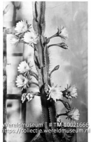 West-Indie. Curacao. Cactusbloem; De bloemen van een bloeiende cactus (Collectie Wereldmuseum, TM-10021666)