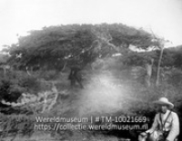 Vegetatie der West-Ind. eil. Curacao. Typische windboom. Divi-divi; Divi-divi bomen en cactusvegetatie (Collectie Wereldmuseum, TM-10021669)