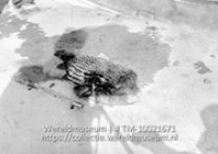 West-Indie. Curacao. Zee-egel; Een zeeegel op het droge (Collectie Wereldmuseum, TM-10021671)