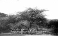 Curacao. Indjoe-boom op ond. Klein St. Joris; Een indju-boom op het terrein van de onderneming Klein Sint Joris; Curacao. Indjoe-boom op onderneming Klein St. Joris (Collectie Wereldmuseum, TM-10021780)
