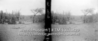 Curacao 1930. Rooi ergens in het diabaas-gebied op Curacao; Landschapsgezicht bestaande uit droge grond, een aantal catussen en dividivi bomen (Collectie Wereldmuseum, TM-10021829)