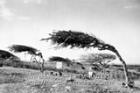 Landschap met divi-divi bomen op Curacao; Kaal landschap met Divi-divi bomen die schuin zijn gegroeid door de wind (Collectie Wereldmuseum, TM-10021838)