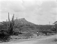 Jan Evertszberg, gezien v. Plantersrust Curacao; Catussen groeiend langs de straatkan met op de achtergrond een berg (Collectie Wereldmuseum, TM-10021840)