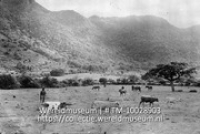 St. Maarten. Veeteelt op St. Maarten; Veeteelt op Sint Maarten; Cattle breeding on St. Martin (Collectie Wereldmuseum, TM-10028903)