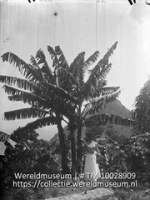 Plantaan in tuin bij The Bottom; Een vrouw bij een plantanenboom in The Bottom; A Woman underneath a banana tree in The Bottom (Collectie Wereldmuseum, TM-10028909)