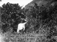 St. Eustatius. Clusia achtige struiken. Concarpus, coccolo ba. vegetatie bij Venus bay; Een man bij een Conocarpus struik; A man in front of a Conocarpus hedge (Collectie Wereldmuseum, TM-10028912)