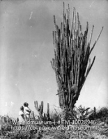 Cactus (cadushi)- Cereus repandus; Twee mensen bij een cactus, een Cereus rapandus; Two peolpe next to a cactus, a Cereus repandus (Collectie Wereldmuseum, TM-10028946)