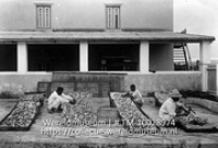 Curacao. Het bereiden, drogen en sorteeren van oranjeschillen; Het sorteren en drogen van sinaasappelschillen in de buitenlucht (Collectie Wereldmuseum, TM-10028974)