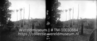Palmen in de variatie groot en klein (Collectie Wereldmuseum, TM-10030884)