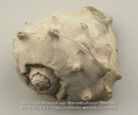 Gedraaide schelp van de soort Melongena (Collectie Wereldculturen, TM-1731-1)