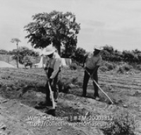 Twee arbeiders bewerken de grond op plantage Aruba; Gouvernementsplantage 'Aruba', grondbewerking (Collectie Wereldmuseum, TM-20003812), Lawson, Boy