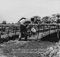 Arbeiders bezig bij de groentekwekerij van plantage Aruba; Gouvernementsplantage 'Aruba', groentekwekerij (Collectie Wereldmuseum, TM-20003813), Lawson, Boy