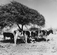 Koeien in de schaduw van een dividiviboom; Koeien in de Koenoekoe (Collectie Wereldmuseum, TM-20003827), Lawson, Boy