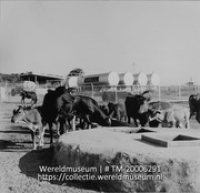 Koeien bij de waterput, op de achtergrond olieopslagtanks.; Koeien bij een waterput naast een opslagplaats van de Shell; Cows drinking from a well near Shell storage tanks (Collectie Wereldmuseum, TM-20006291), Lawson, Boy