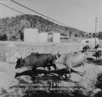 Koeien over de weg.; Een kudde koeien op weg; A herd of cows on the road (Collectie Wereldmuseum, TM-20006293), Lawson, Boy