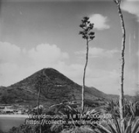 Blooming agave at the peninsula where Fort Amsterdam is built, with a view towards Saint Peters Hill (Collectie Wereldmuseum, TM-20006308), Lawson, Boy