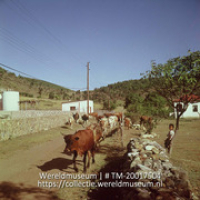 Koeien op weg naar de stal.; Koeien op weg naar de stal (Collectie Wereldmuseum, TM-20017504), Lawson, Boy