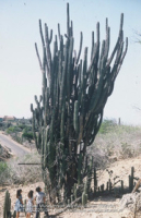 Cactus van circa 12 meter hoog (Collectie Wereldculturen, TM-20029104), Lawson, Boy (1925-1992)
