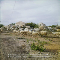 Landschap met dolomieten en schapen (Collectie Wereldculturen, TM-20029515), Lawson, Boy (1925-1992)